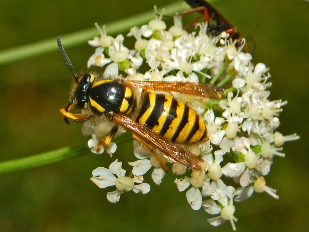 Dolichovespula sp.